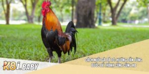 Cách nuôi gà đá tơ