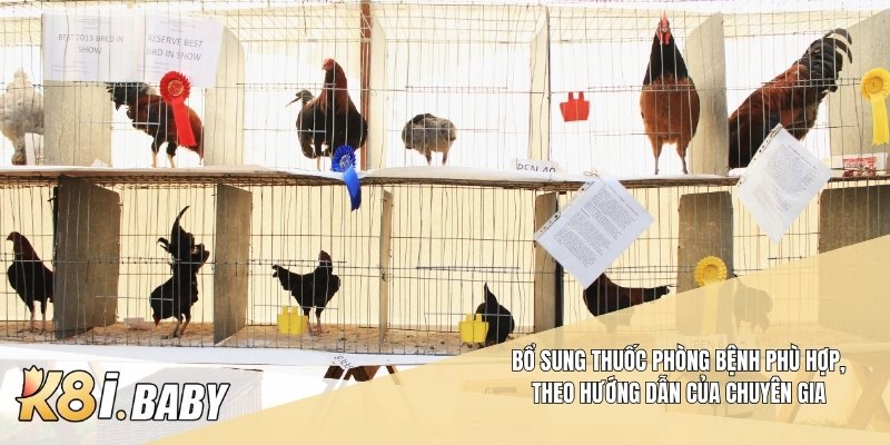 Bổ sung thuốc phòng bệnh phù hợp, theo hướng dẫn của chuyên gia