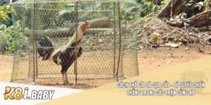 Cách thả gà đá cựa sắt