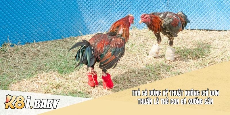 Thả gà đúng kỹ thuật không chỉ đơn thuần là thả con gà xuống sân