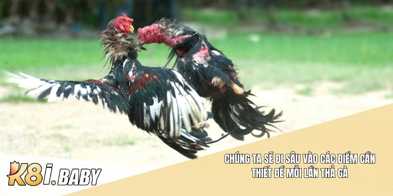Chúng ta sẽ đi sâu vào các điểm cần thiết để mỗi lần thả gà