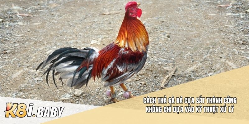 Cách thả gà đá cựa sắt thành công không chỉ dựa vào kỹ thuật xử lý
