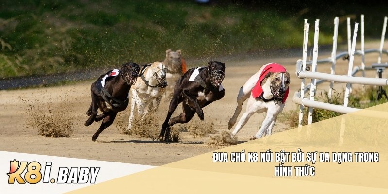 Đua chó K8 nổi bật bởi sự đa dạng trong hình thức 