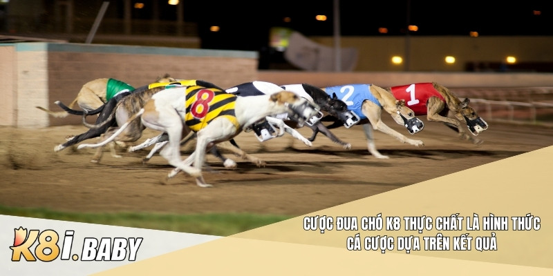 Cược đua chó K8 thực chất là hình thức cá cược dựa trên kết quả