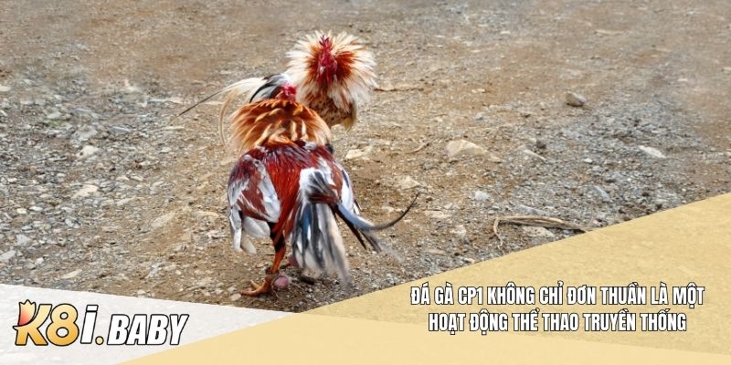 Đá gà CP1 không chỉ đơn thuần là một hoạt động thể thao truyền thống