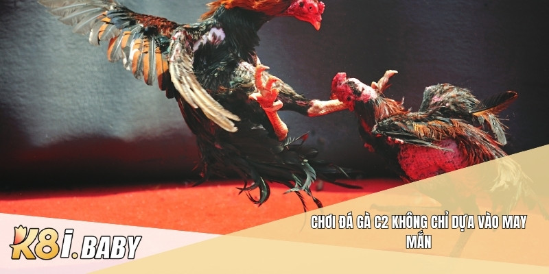 Chơi đá gà c2 không chỉ dựa vào may mắn