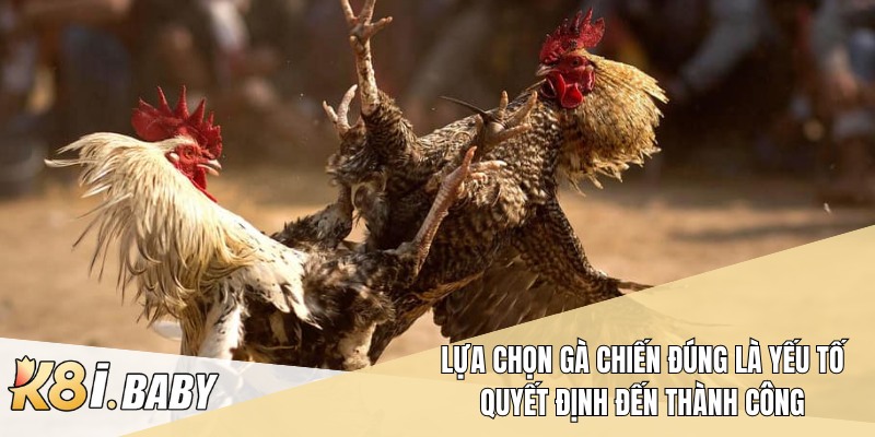 Lựa chọn gà chiến đúng là yếu tố quyết định đến thành công