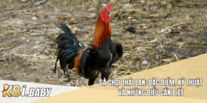 Gà Chọi Thái Lan