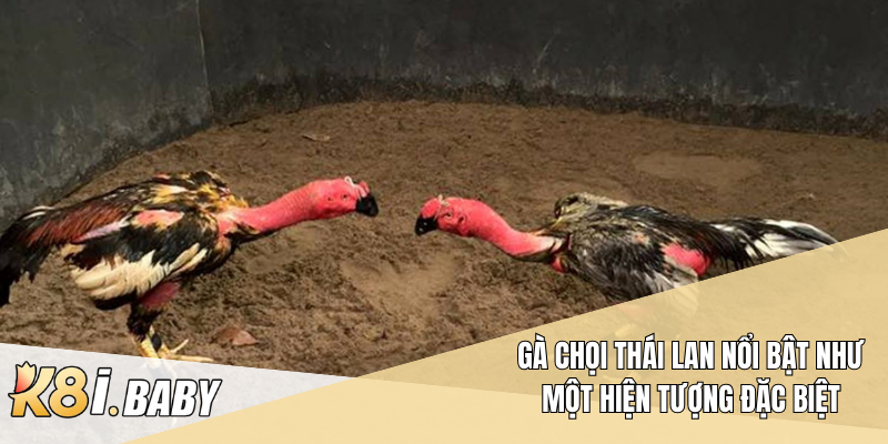 Gà chọi Thái Lan nổi bật như một hiện tượng đặc biệt
