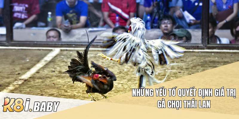 Những yếu tố quyết định giá trị Gà chọi Thái Lan