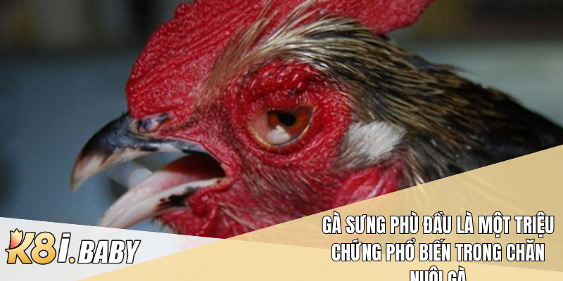 Gà sưng phù đầu là một triệu chứng phổ biến trong chăn nuôi gà