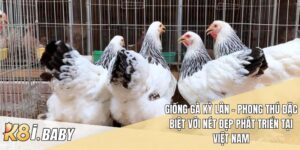 Giống gà Kỳ Lân