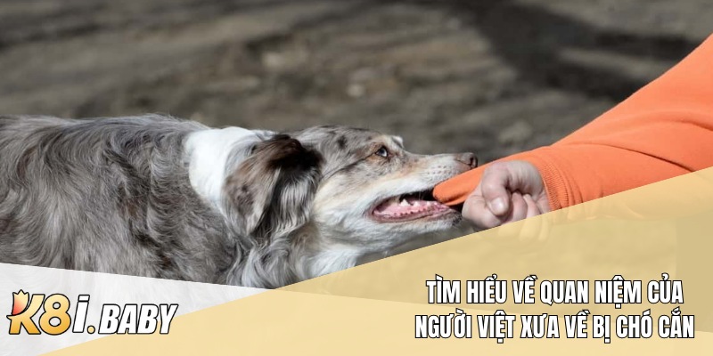 Tìm hiểu về quan niệm của người Việt xưa về bị chó cắn